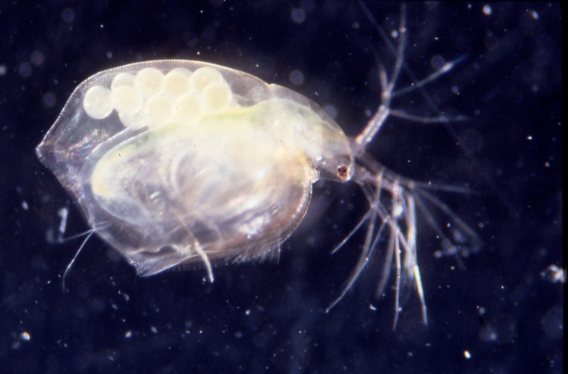 Cladocera female with eggs. Credit: Betsy Leppo
